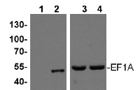 EF1A | Elongation factor 1-alpha / EF-1-alpha in the group Antibodies Plant/Algal  / DNA/RNA/Cell Cycle / Translation at Agrisera AB (Antibodies for research) (AS11 1633)